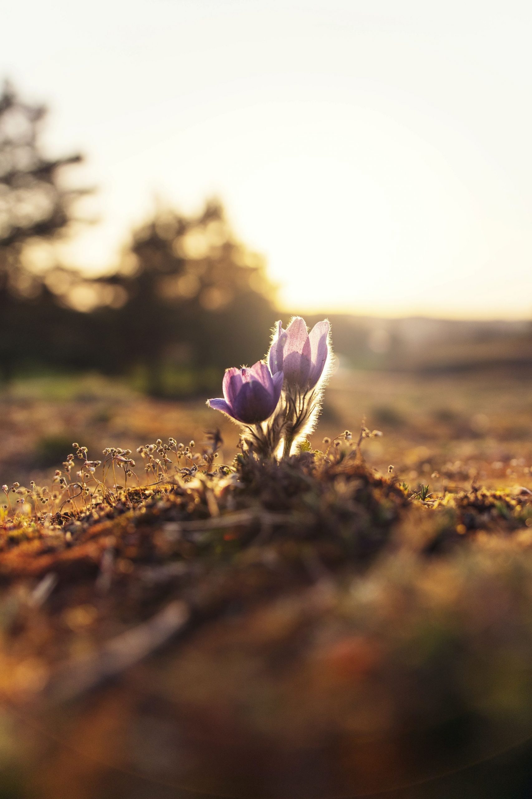 Copywriting services. Spring flower pushing through the earth