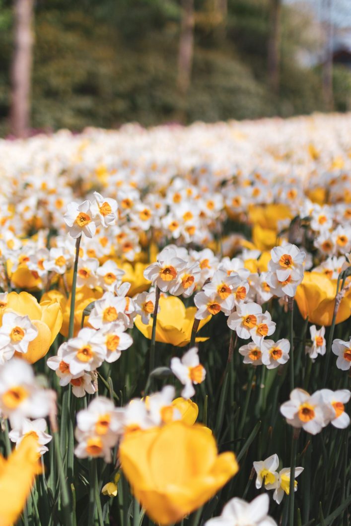 Copywriting services Gateshead. A field of daffodils