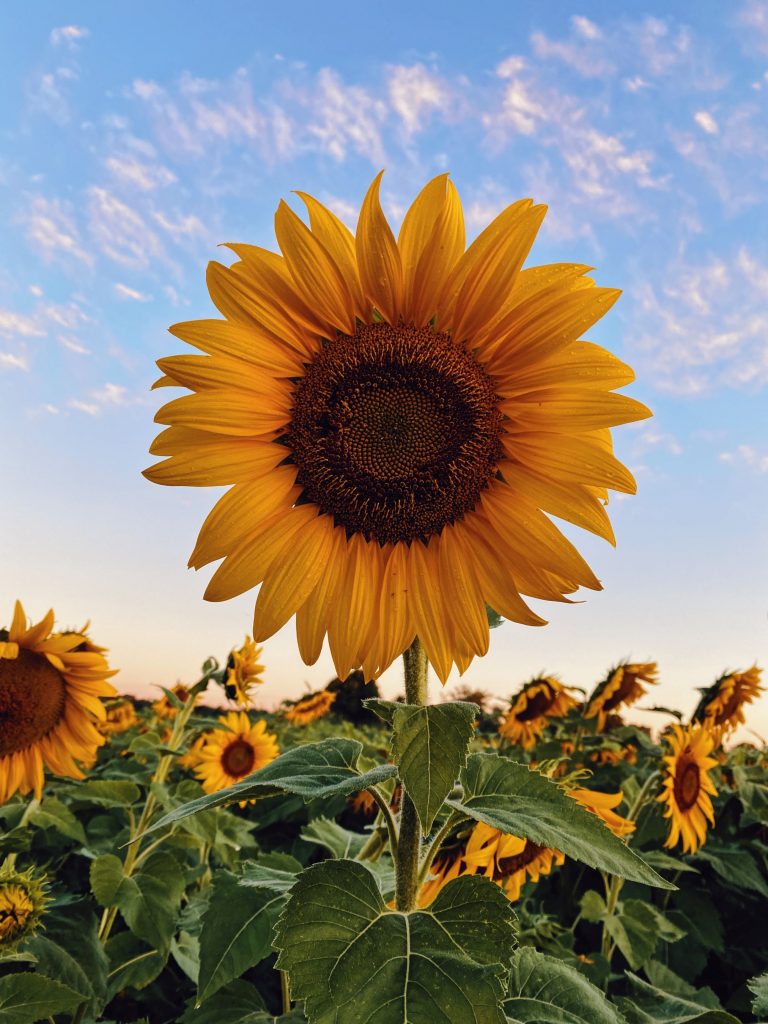 Sunflower. What advice would you give yourself when you started your business?