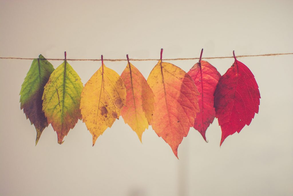 Get your website ready for the last quarter of the year. Rainbow coloured leaves pegged on a line