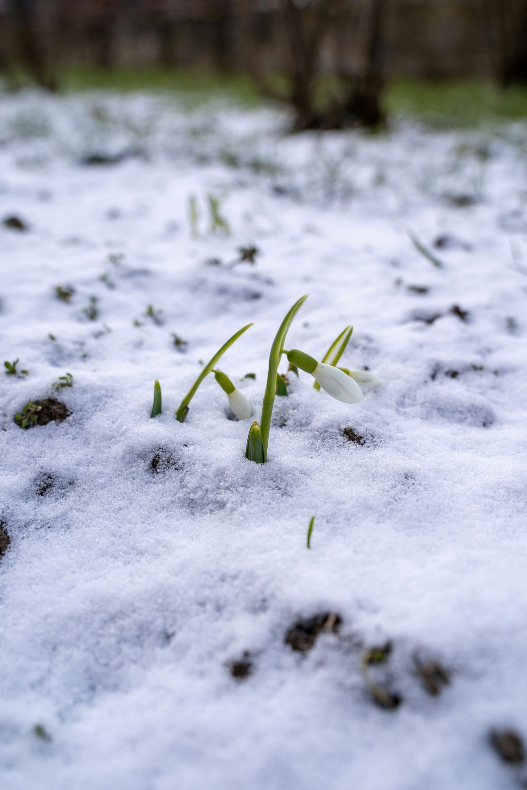 SEO and copywriting support. Snowdrops pushing through the snow