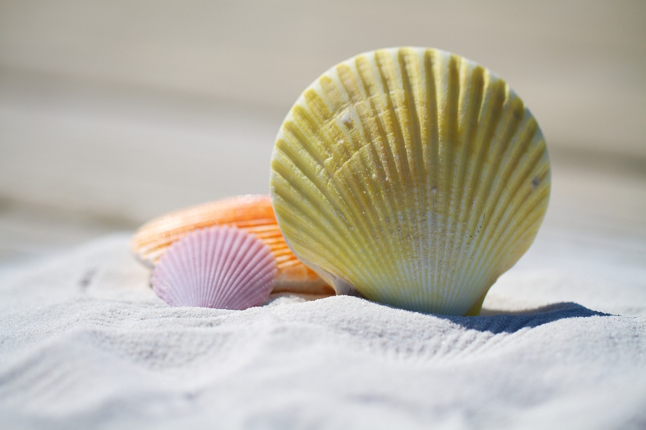 SEO and Copywriting support in the summer represented by yellow, lavender and orange coloured shells on white sand