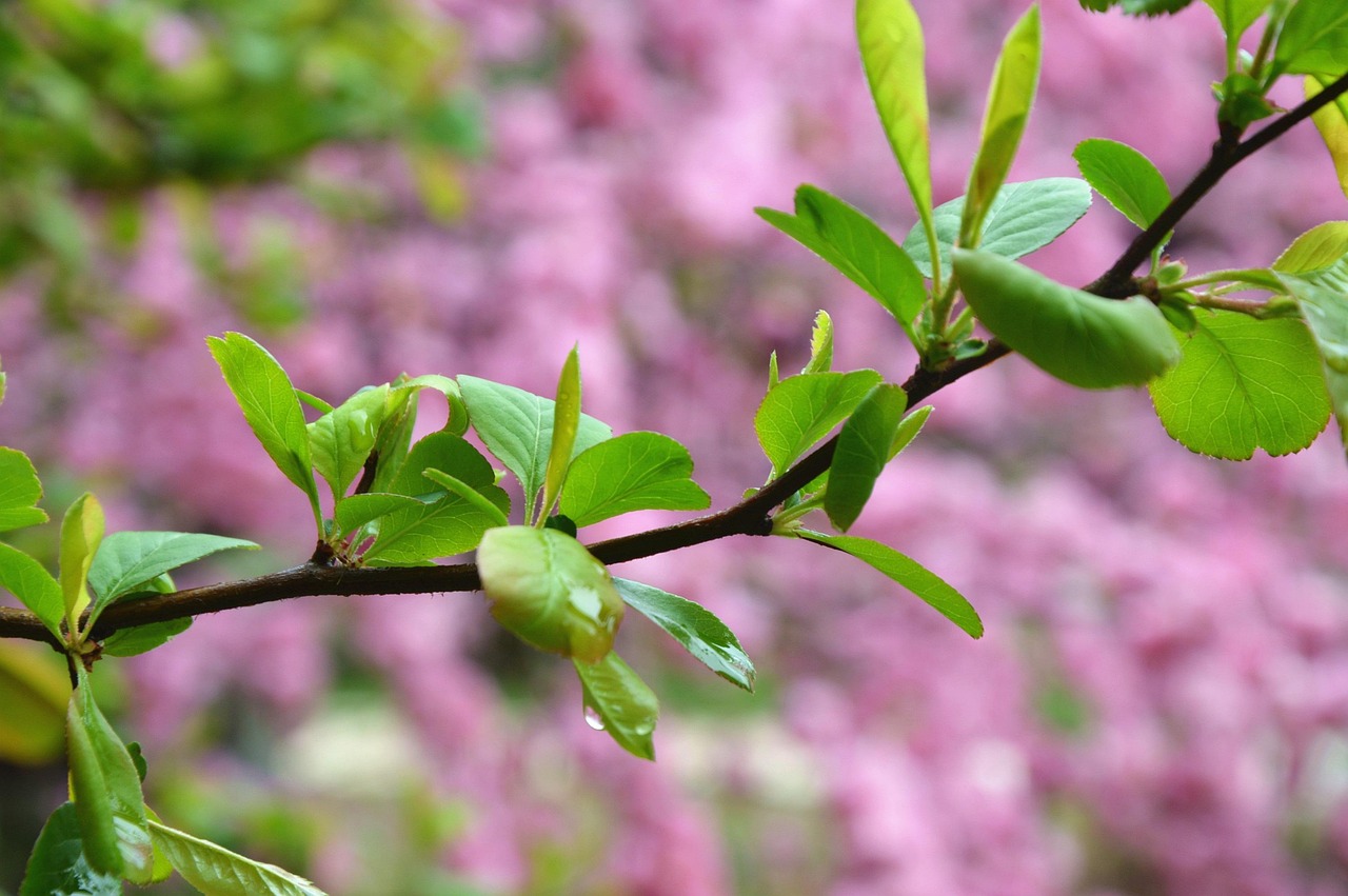 Buds on a tree set against a background of pink blossom