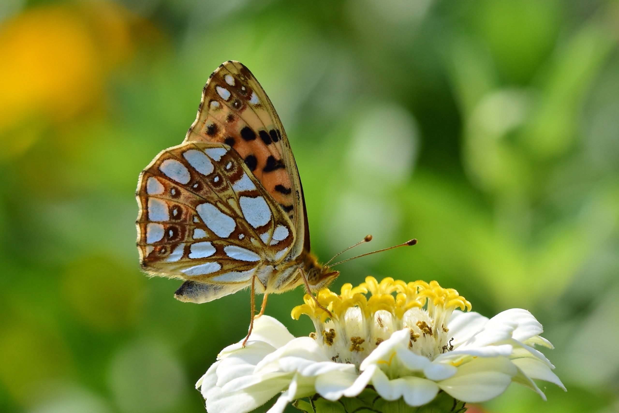 Butterfly on a flower Orange and blue butterfly on a white flower